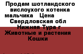 Продам шотландского вислоухого котенка мальчика › Цена ­ 4 500 - Свердловская обл., Нижняя Тура г. Животные и растения » Кошки   